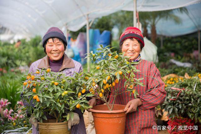 江蘇最大的花卉批發(fā)市場，豬年春節(jié)前夕備貨忙